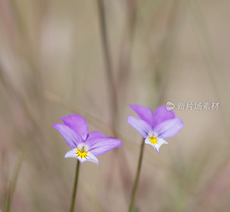 野生三色堇(Viola tricolor) (Heartsease)花